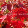 紅楓樹苗批發工程綠化苗木嫁接美國紅楓苗 秋火焰 園林觀葉植物