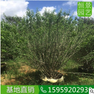 多分枝木槿袋苗移栽苗盆栽 木槿花多飽滿造型好看的 木槿樹苗供應