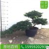 杜鵑高度50厘米 造型落葉灌木綠化工程苗杜鵑 美化環境盆栽映山紅 舉報