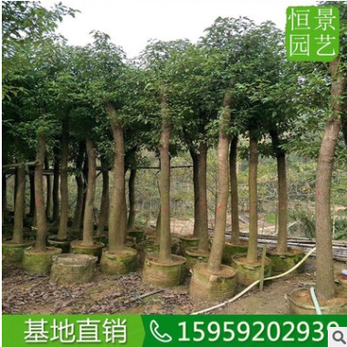 香樟10公分移植香樟假植 基地直銷全冠香樟樹 批發(fā)移栽樟樹骨架