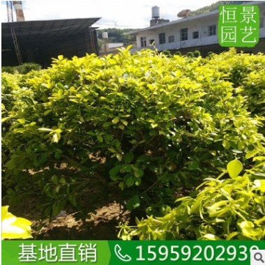 黃金榕球1米5高度 園林風(fēng)景區(qū)綠化用黃金榕球 橢圓形金葉榕灌木從