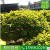 黃金榕球1米5高度 園林風景區綠化用黃金榕球 橢圓形金葉榕灌木從