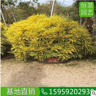 細(xì)葉海南灑金球高度1米5 常綠灌木農(nóng)戶自種大盆栽 海南灑金榕供應(yīng)