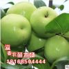 國光大棗苗 直銷棗樹苗 紅棗樹苗 嫁接果樹苗 掛果多 苗圃苗 嫁接