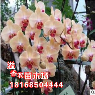 批發(fā)【紅心】蝴蝶蘭花苗盆栽桌面客廳花卉綠植物君子蘭四季開花