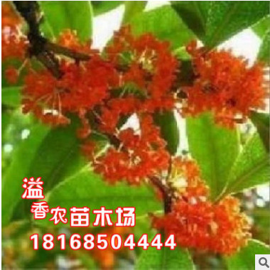 批發正宗丹桂品種 寬葉紅 精品桂花樹 桂花苗 桂花樹苗 盆栽桂花