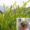 供應黃花菜大花萱草種子地被類花卉生長能力強 黃花菜種苗