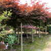 直銷園林綠化苗木 嫁接紅楓 紅楓樹 8-10公分紅楓樹批發價格