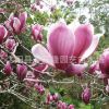 供應(yīng)優(yōu)質(zhì)紫玉蘭成品苗 規(guī)格齊全 觀花植物 工程綠化苗 量大從優(yōu)