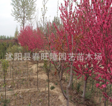 基地直銷綠化喬木 紅葉碧桃 紫葉碧桃苗 彩葉大喬木 碧桃苗