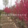 基地直銷綠化喬木 紅葉碧桃 紫葉碧桃苗 彩葉大喬木 碧桃苗