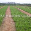 批發 黑松樹苗 綠化苗木 黑松小苗 路邊綠化 園林綠化 黑松苗