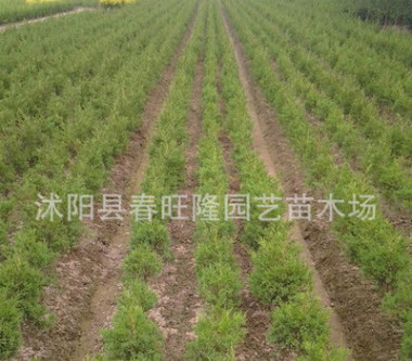 批發(fā) 四季常青檜柏小苗 工程綠化檜柏苗 園林綠化小苗 規(guī)格齊全