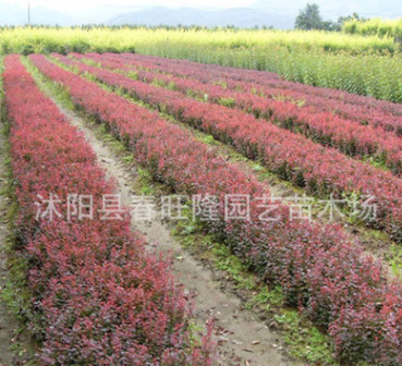 批發(fā) 優(yōu)質(zhì)灌木小苗 紅葉小檗小苗 園林色塊小苗 紅葉小檗 規(guī)格全