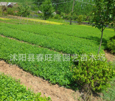 批發(fā) 優(yōu)質(zhì)四季常青綠化苗木 冬青小苗 地栽冬青苗 冬青床苗