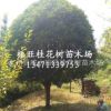 桂林桂花樹18~30cm廣西精品大桂花,桂林桂花樹