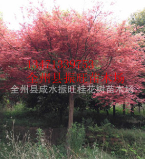 中國紅楓之鄉供應高桿嫁接紅楓樹 園林植物名貴風景樹