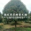 供桂花樹15~28cm廣西精品大桂花,桂林桂花樹 廣西桂花樹