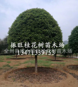 供廣西桂花樹18~30cm廣西精品大桂花,桂林桂花樹