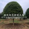 供廣西桂花樹18~30cm廣西精品大桂花,桂林桂花樹