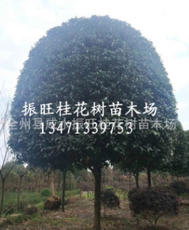供應精品桂花分支50至1.2米直徑18cm20cm25cm30cm桂花 桂花批發