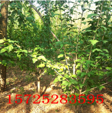 花卉苗木 綠化工程用木槿 叢生木槿 獨稈木槿