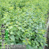 丁香苗低價批發 規格齊全 丁香樹苗 別墅道路小區公園綠化