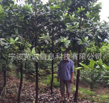 基地直銷大葉冬青苦丁茶苗木規格5-15公分苦丁茶樹苗