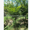 雞爪槭2 3 4公分基地大量批發(fā)直銷雞爪楓綠化苗木