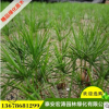 白皮松基地直銷外形優美規格全白皮松苗用于工程園林綠化白皮松苗