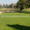 長期供應庭院草坪種子 四季青草坪種子 草坪種子批發 價格實惠