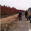 基地長期供應美國紅楓 地徑4公分美國紅楓 基地直銷紅楓