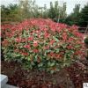 供應 紅葉石楠 紅葉石楠球 80-100公分高 獨桿精品 四季常青樹