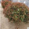 江蘇苗木供應優質紅葉石楠 紅葉石楠球 紅葉石楠 規格全 量大