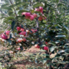 農(nóng)戶直銷(xiāo)0.8公分泰山早霞蘋(píng)果苗 泰山早霞蘋(píng)果苗品質(zhì)好