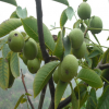 1--3公分的山東薄皮核桃樹(shù)苗大量供應(yīng),品種純正,成活率高核桃苗