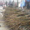 50---150公分的香玲核桃苗，品種純正核桃樹(shù)苗