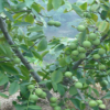 80公分以上的嫁接核桃樹(shù)苗批發(fā)供應(yīng)，品種純正 質(zhì)優(yōu)價(jià)廉