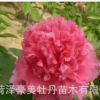 觀賞牡丹 牡丹苗 芍藥苗 包成活 花色全 品種齊全 庭院植物