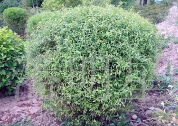 開原市老潘花木場為您提供造型植物珍珠繡線菊球造型柏樹水臘造型