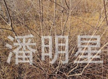 老潘花木為您提供東北紅葉樹(shù)種擰勁槭4公分以上適合庭院街道栽種
