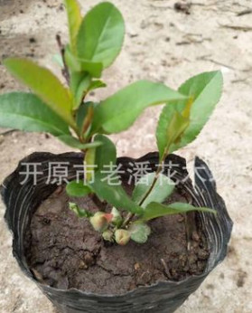 富貴王子扦插苗 具有良好的抗寒能力 花期長達120天 極具觀賞價值