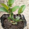 富貴王子扦插苗 具有良好的抗寒能力 花期長達(dá)120天 極具觀賞價值