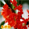 室內(nèi)庭院盆栽嫁接桂花樹苗 朱砂桂 狀元紅 沉香桂 丹桂 當(dāng)年開花