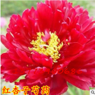 庭院植物多年生芍藥花苗 紅杏子芍藥根塊 觀賞盆栽花卉15到20個芽