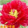 庭院植物多年生芍藥花苗 紅杏子芍藥根塊 觀賞盆栽花卉15到20個芽