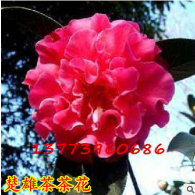 中國傳統(tǒng)名花 世界名花之一茶花苗 楚雄茶 盆栽山茶花苗 扦插苗