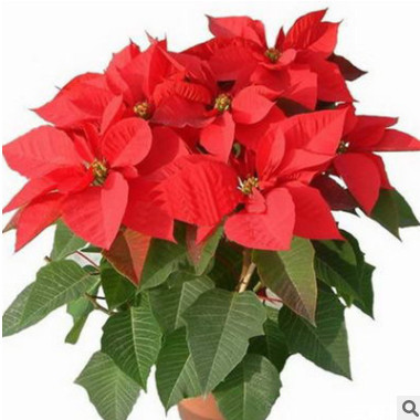 室內(nèi)高檔綠植盆栽批發(fā) 一品紅 又名萬年紅 凈化空氣 觀花植物