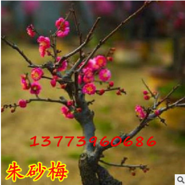 批發(fā)紅梅樹花苗盆景朱砂梅臘梅花苗烏梅正宗南京紅須骨里紅