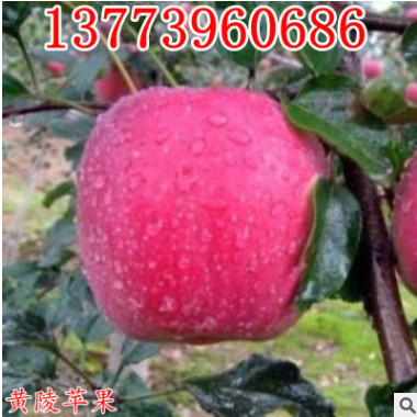 矮化盆栽蘋果樹苗紅富士盆栽果樹苗南方北方種植水果樹苗當(dāng)年結(jié)果